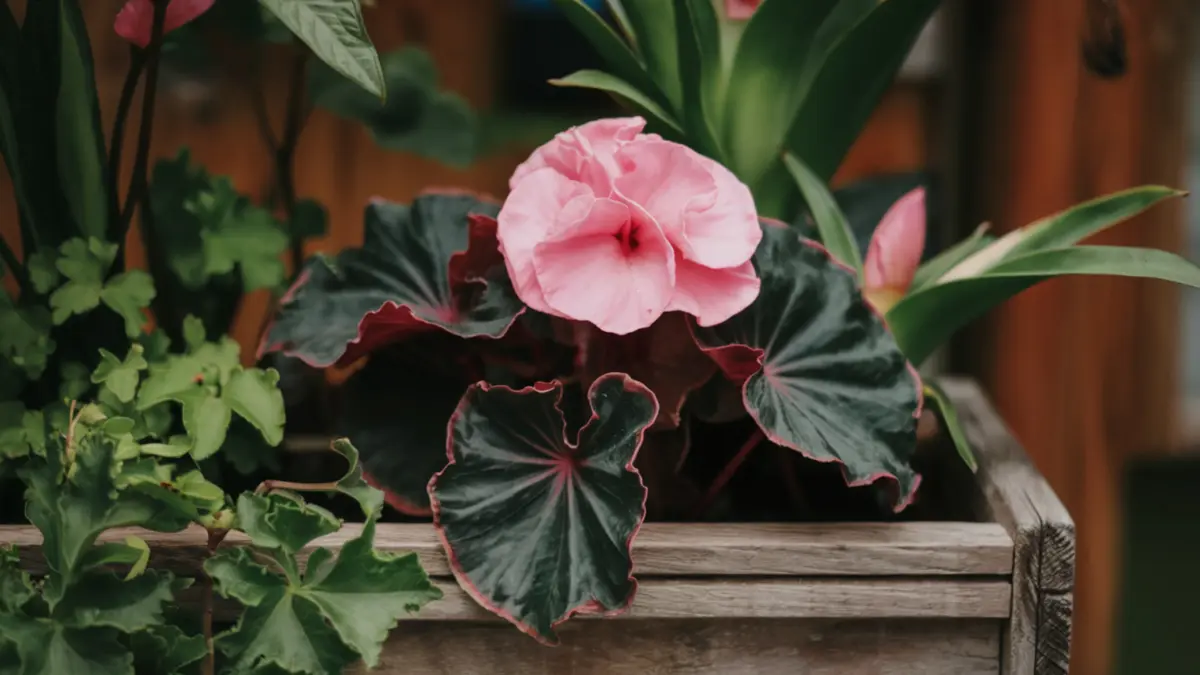 how to care for begonias